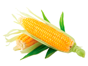 Corn